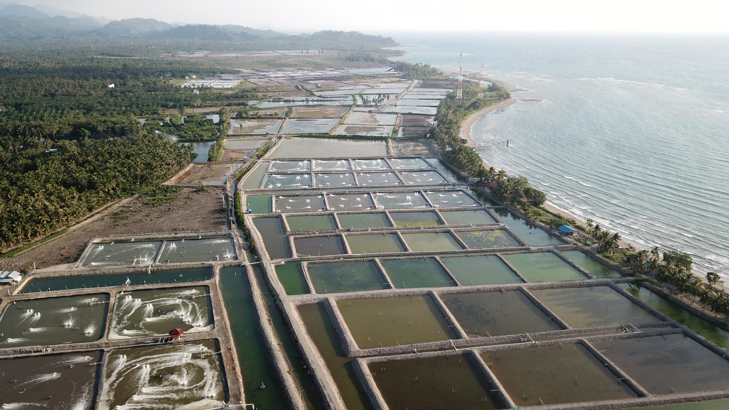 tambak udang
