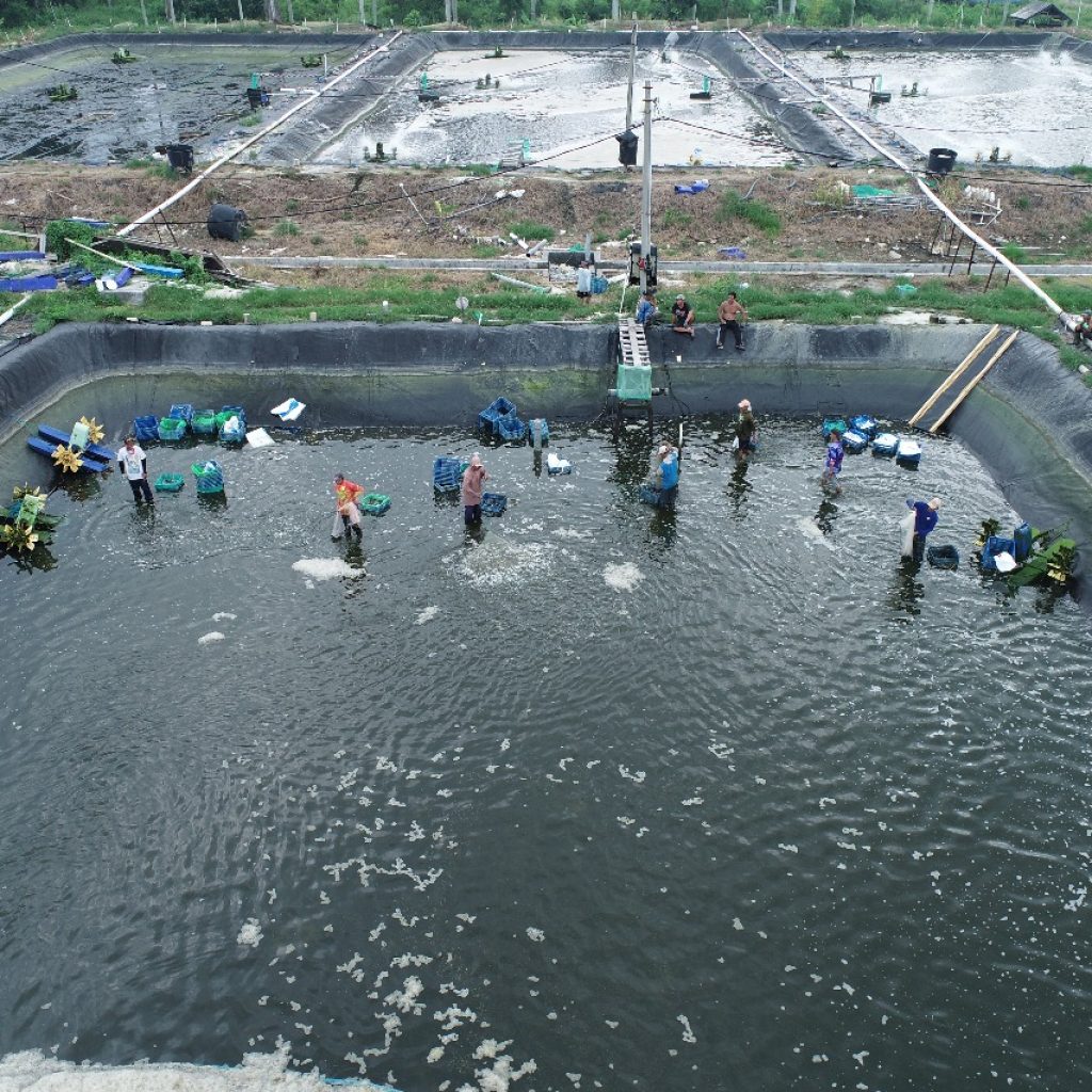 Panen raya udang vaname PT Prima Surya Akuakultur di Suak, Sidomulyo, Lampung Selatan