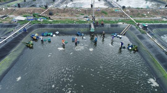 Panen raya udang vaname PT Prima Surya Akuakultur di Suak, Sidomulyo, Lampung Selatan