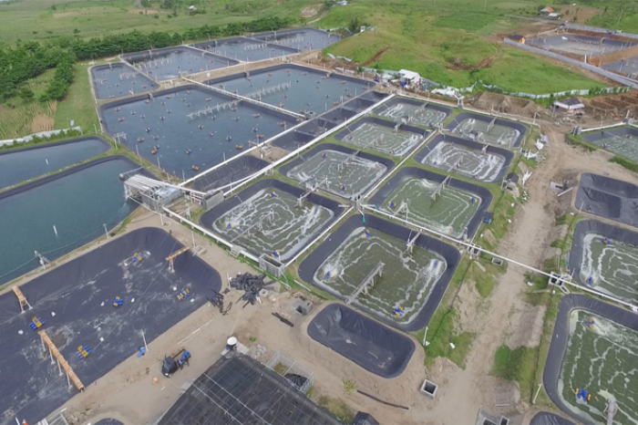 PT. DEWI LAUT AQUACULTURE